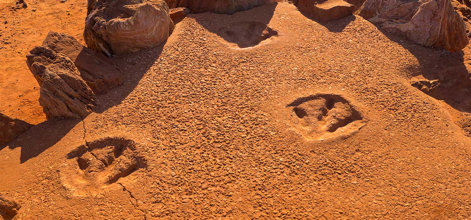 Dinosaur prints at Ganthium Point