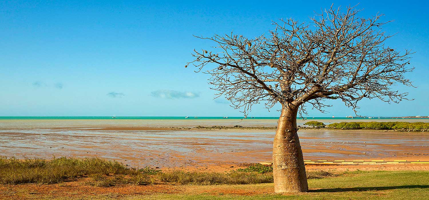 Boab tree at Robuck Bay