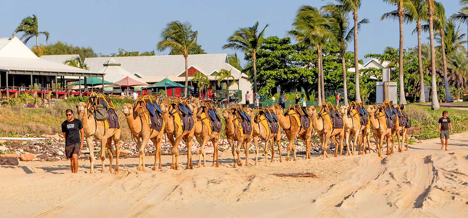 Camels coming down to cable beach