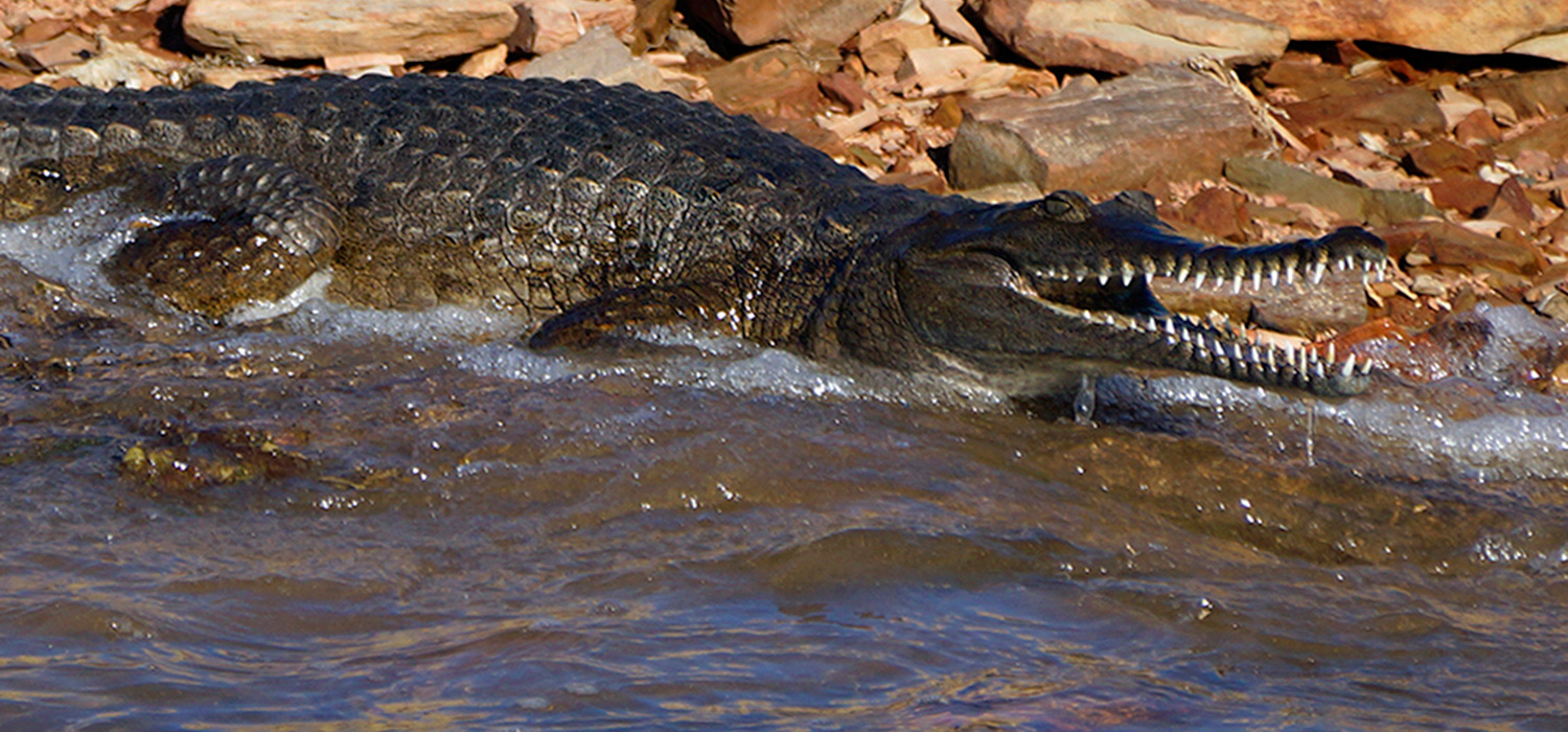 Freshwater croc