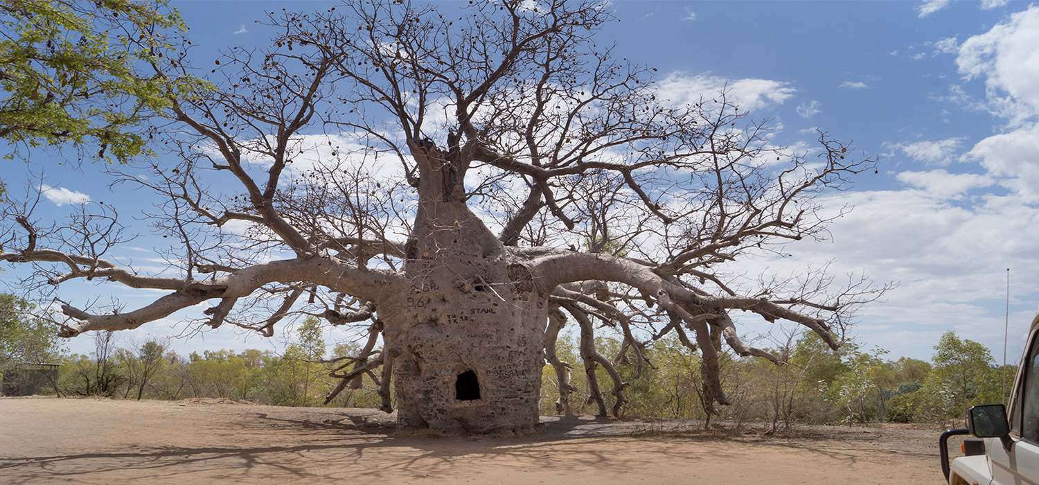 Boab prison tree