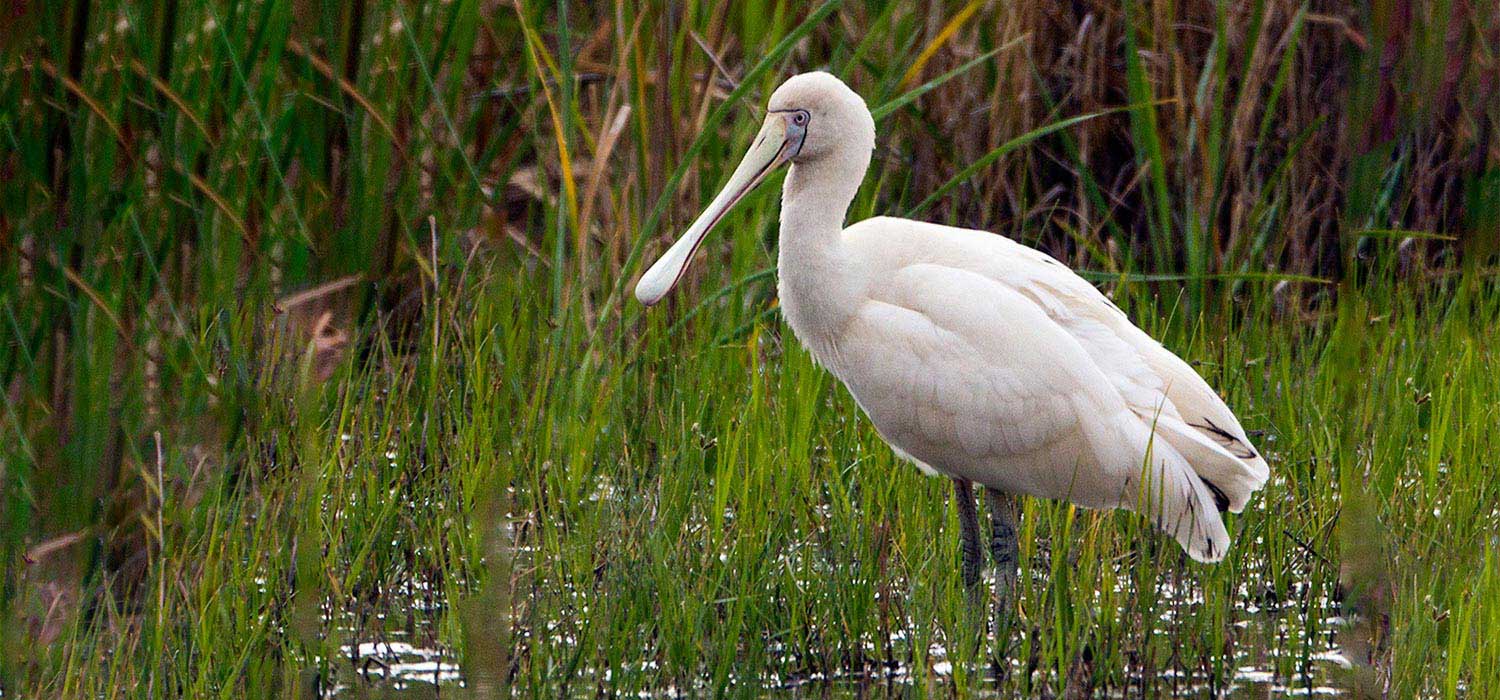 Spoonbill