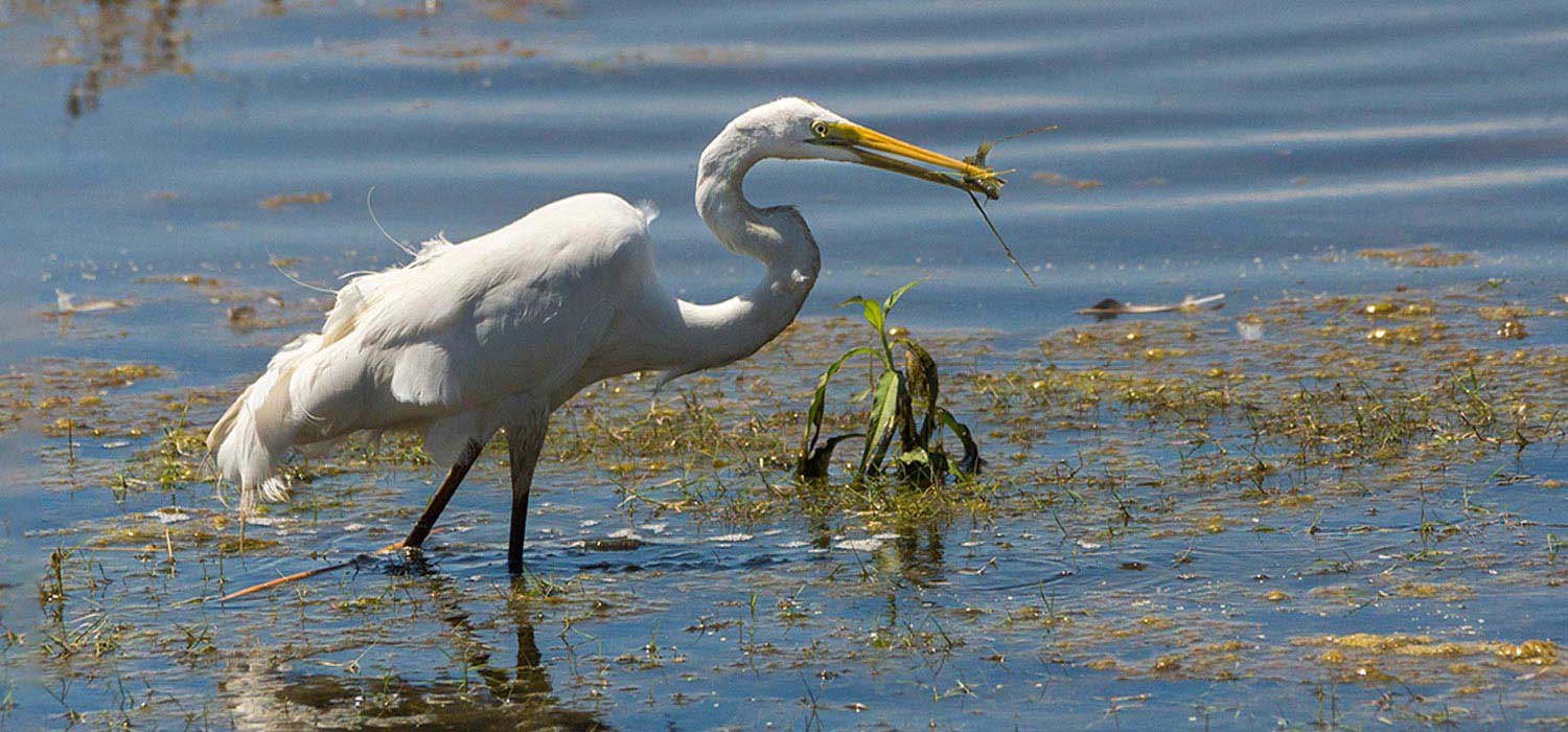 Egret