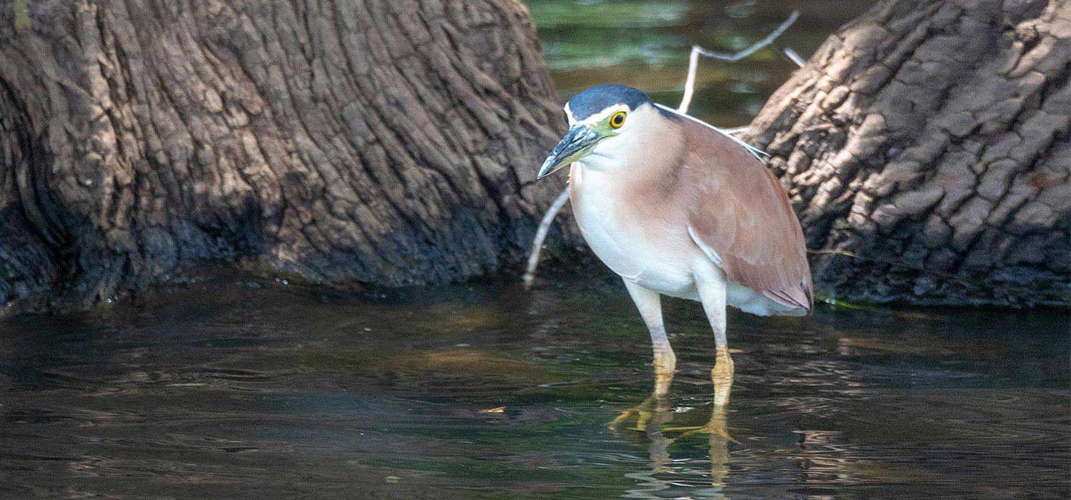 Night Heron