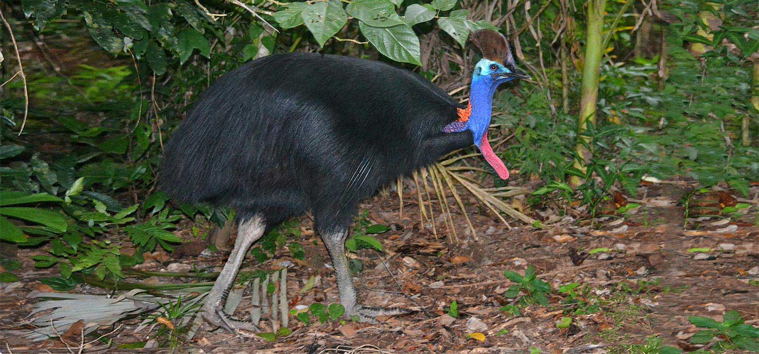Cassowary