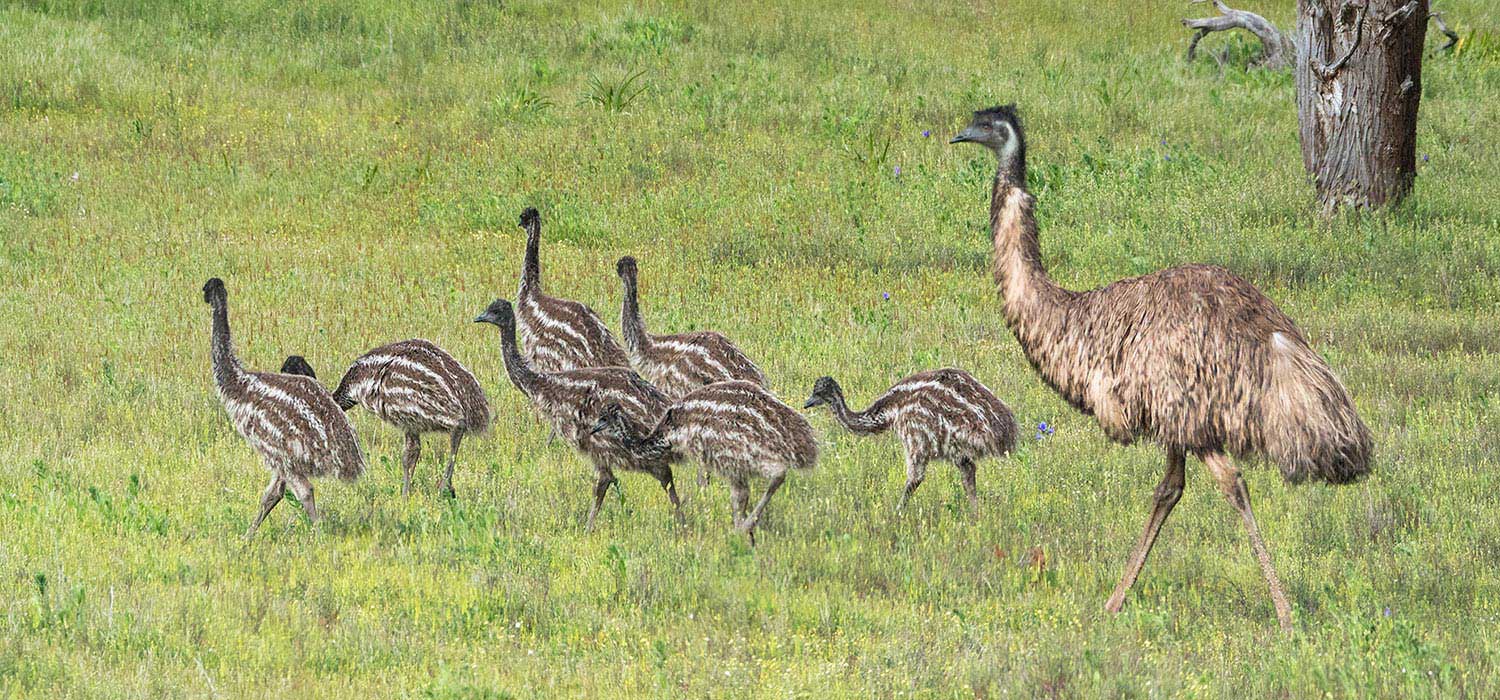 Emu and Chicks