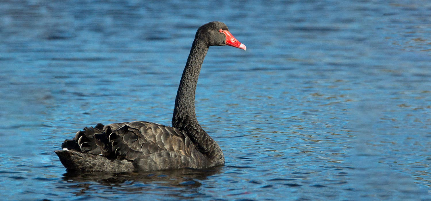 Black swan