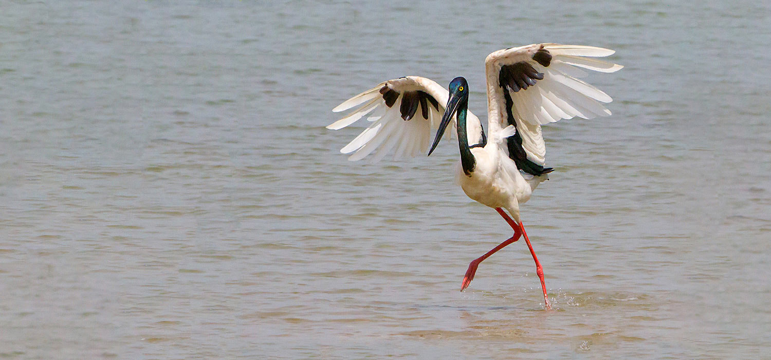 Jabaru / Black Necked Stork