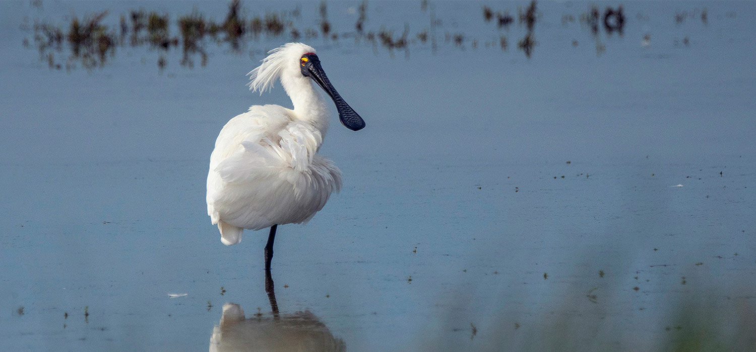 Royal Spoonbill