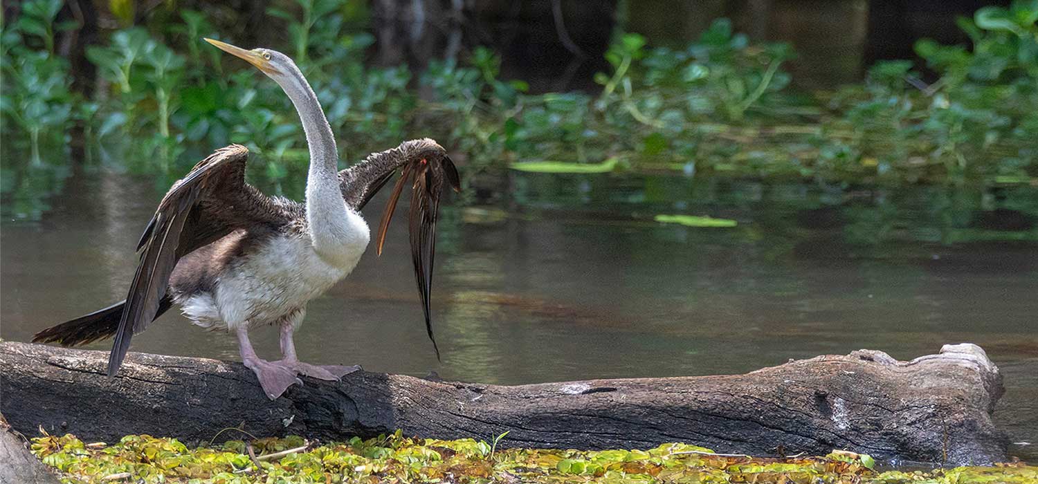 Darter