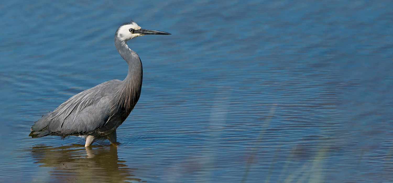 Heron