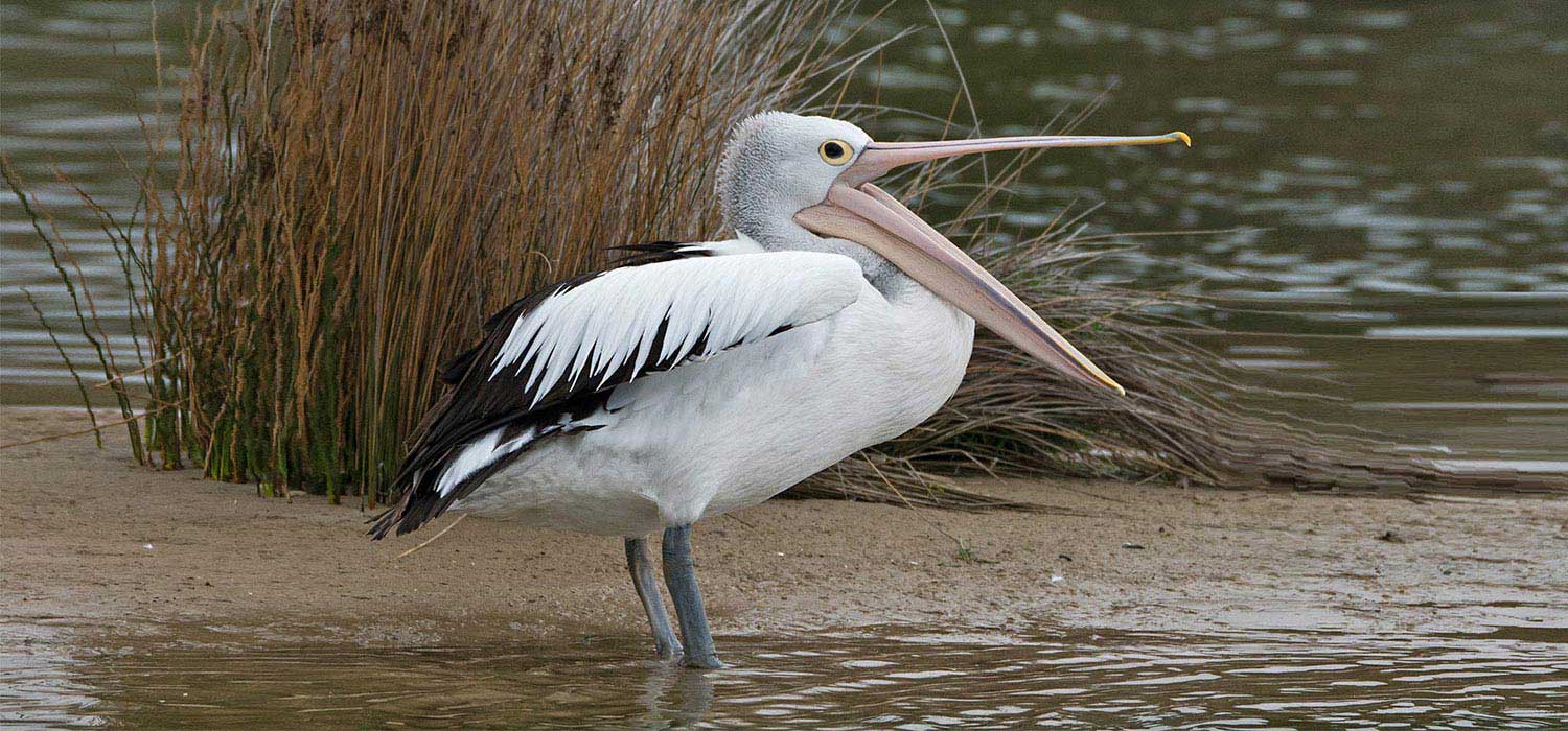 Pelican