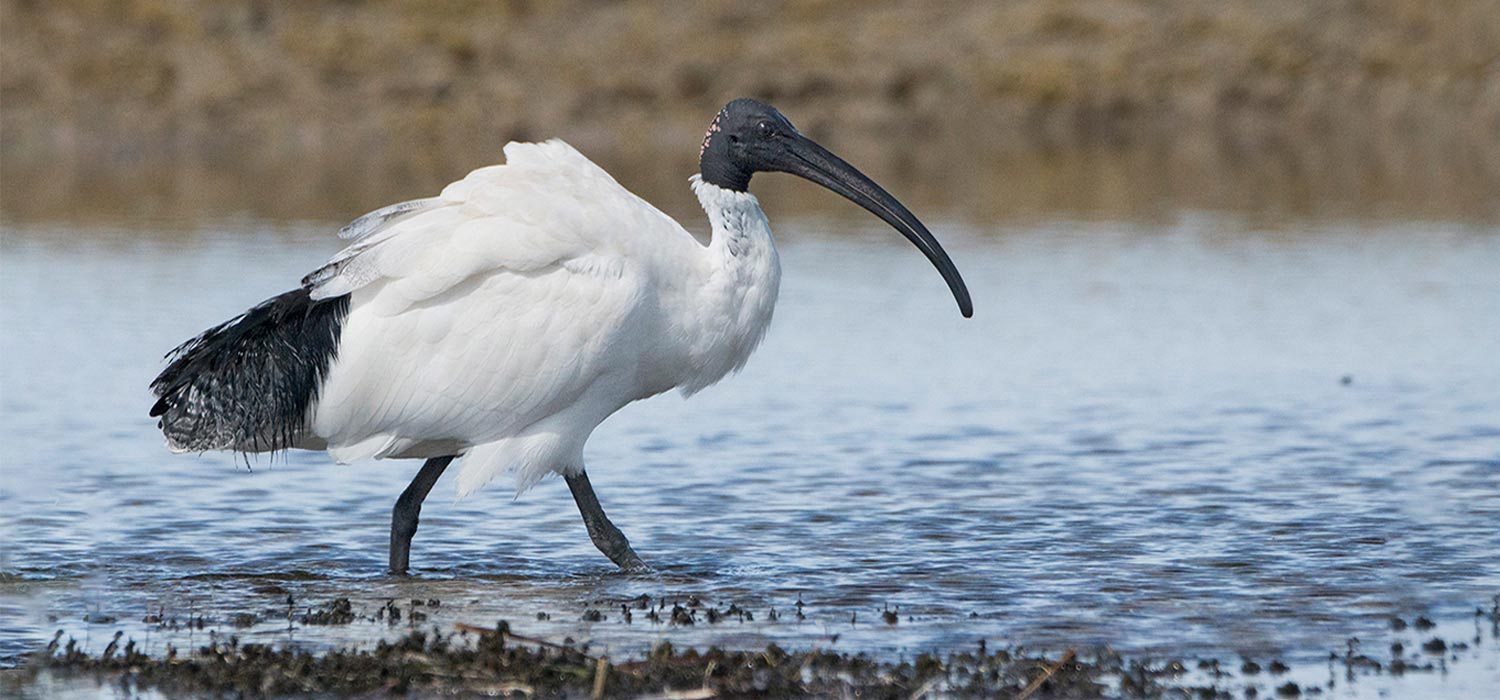 Ibis