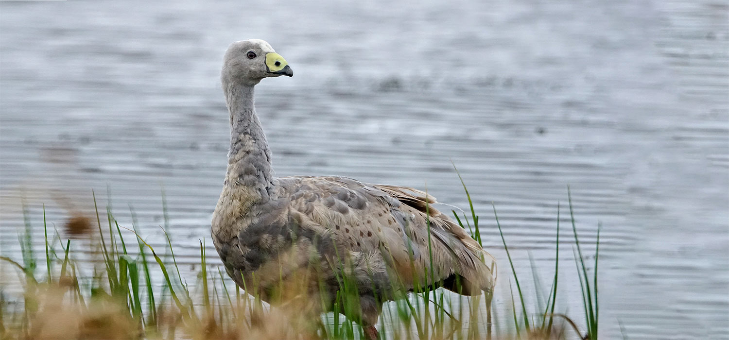 Cape Barron Goose