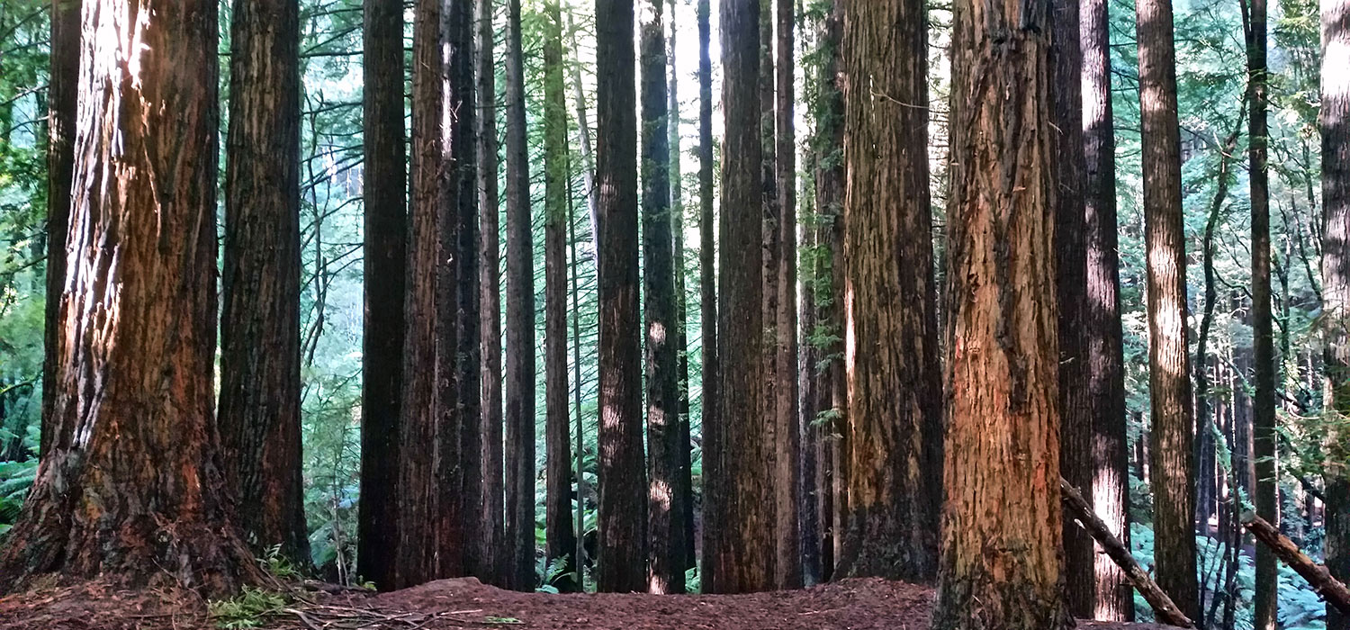 Redwoods in the Cape Ottoway national park
