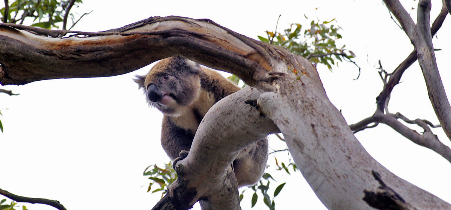 Koala