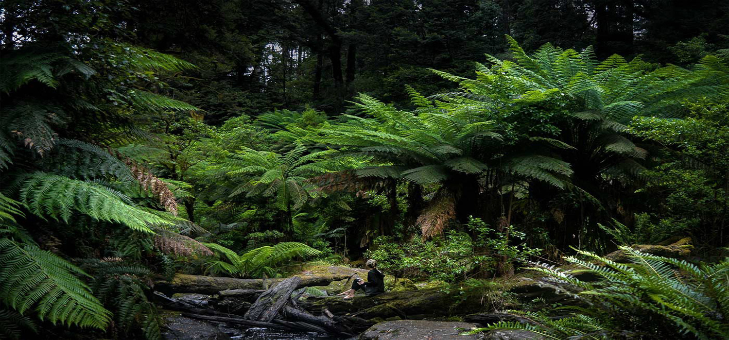 Ferns in the Cape Ottoway national park
