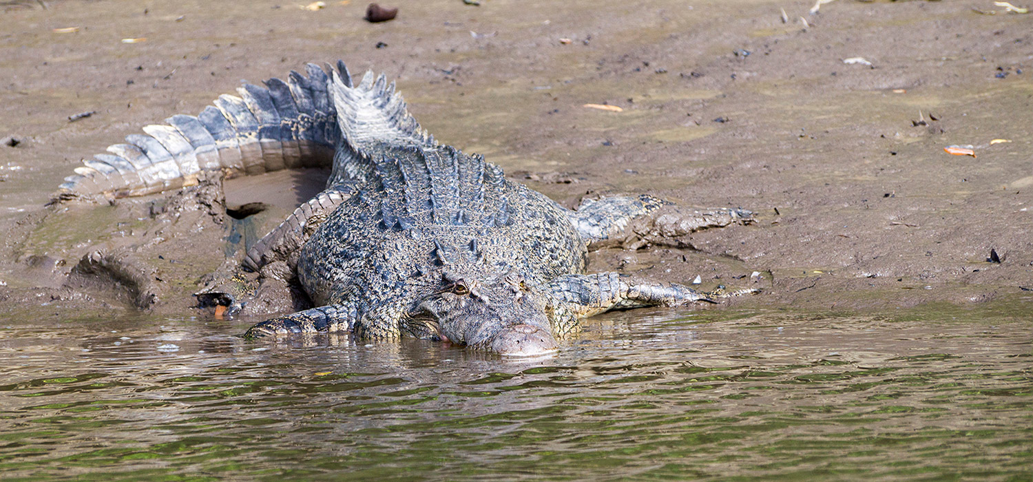 Saltwater Crocodile