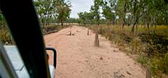 Termite mounds on the track
