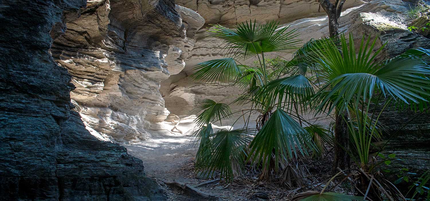 Ferns growing in Boolinda Bluff at Carnarvon Gorge