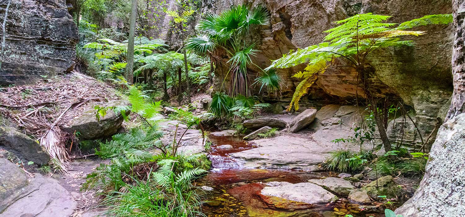 Wards canyon at Carnarvon Gorge
