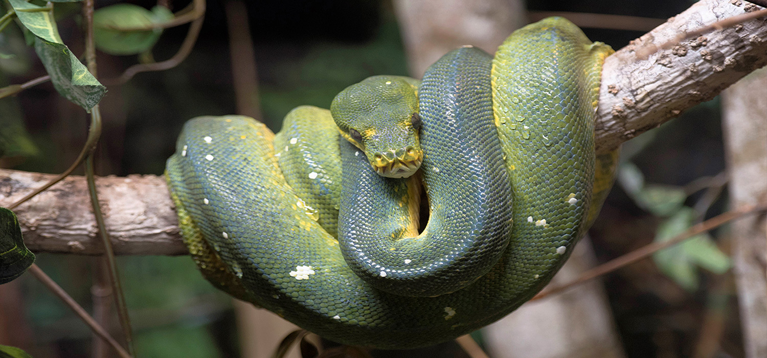 Green Tree snake in the Daintree national park.
