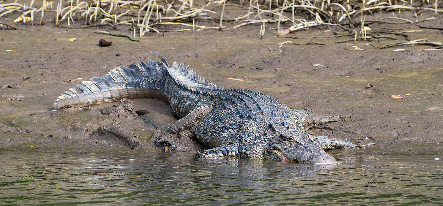 Saltwater croc in the Daintree