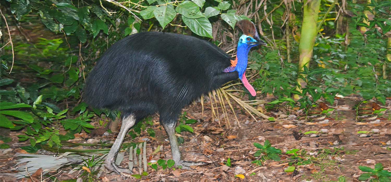 Cassowary