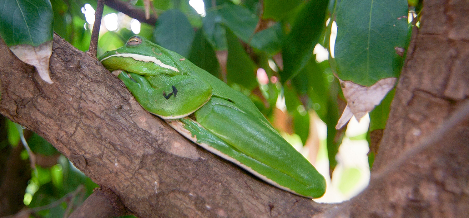 Green Tree frog in the Daintree national park.