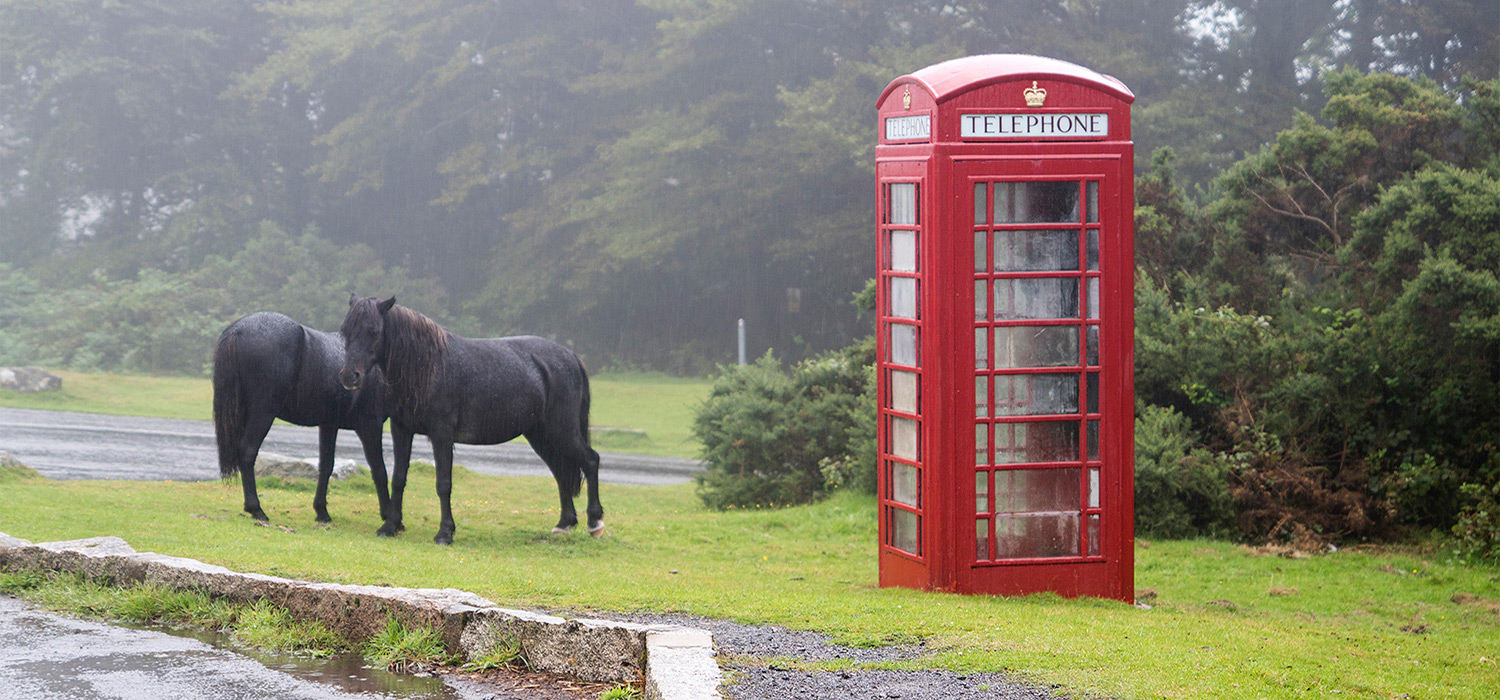 Horses on the moors