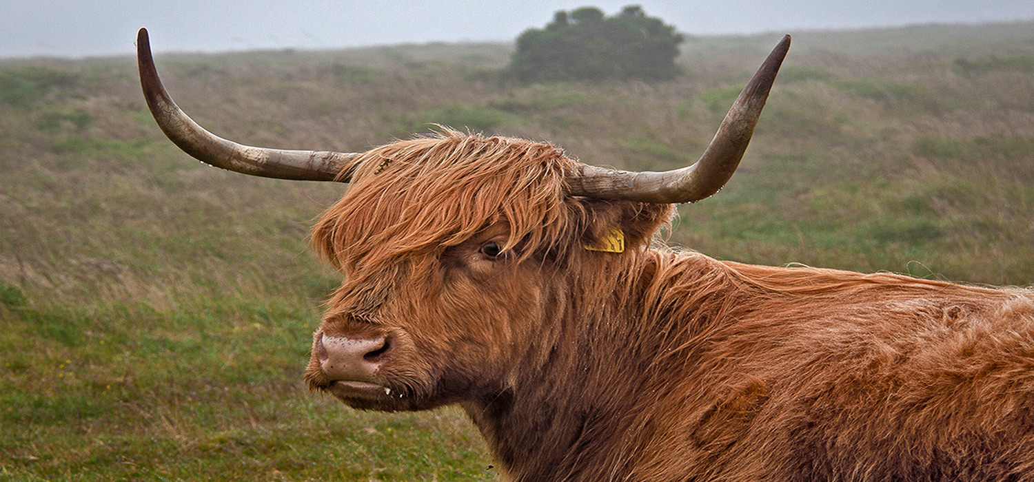 cow on Dartmoor
