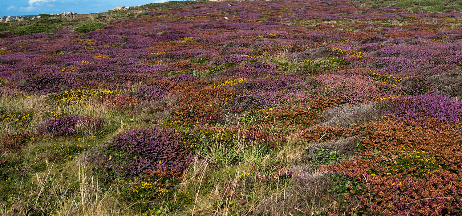Heather and Gorse on Dartmoor