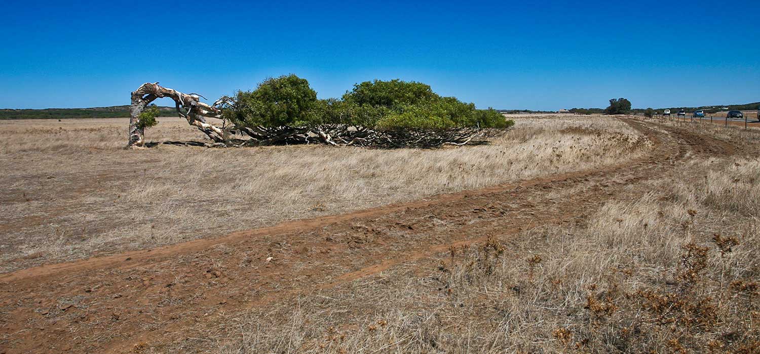 Tree blown sideways in Geraldton