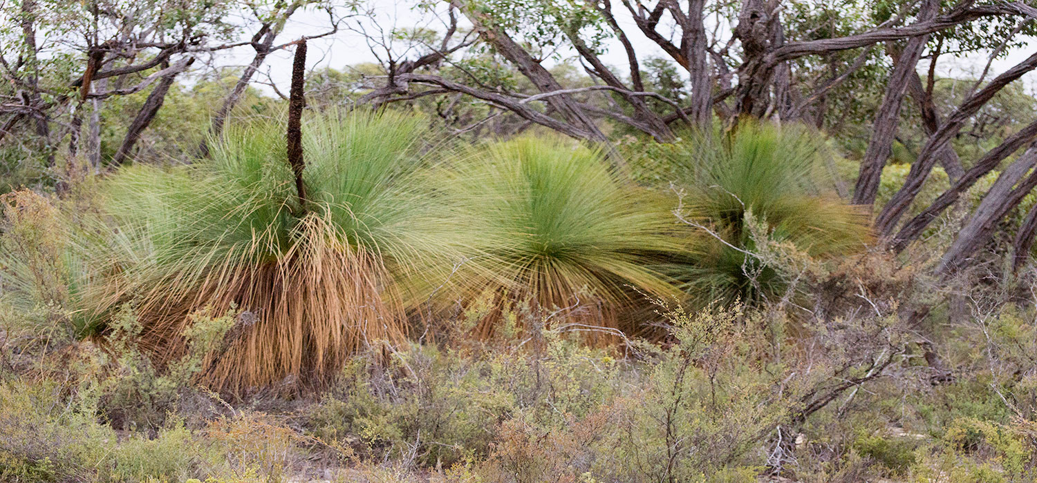 Grass tree 