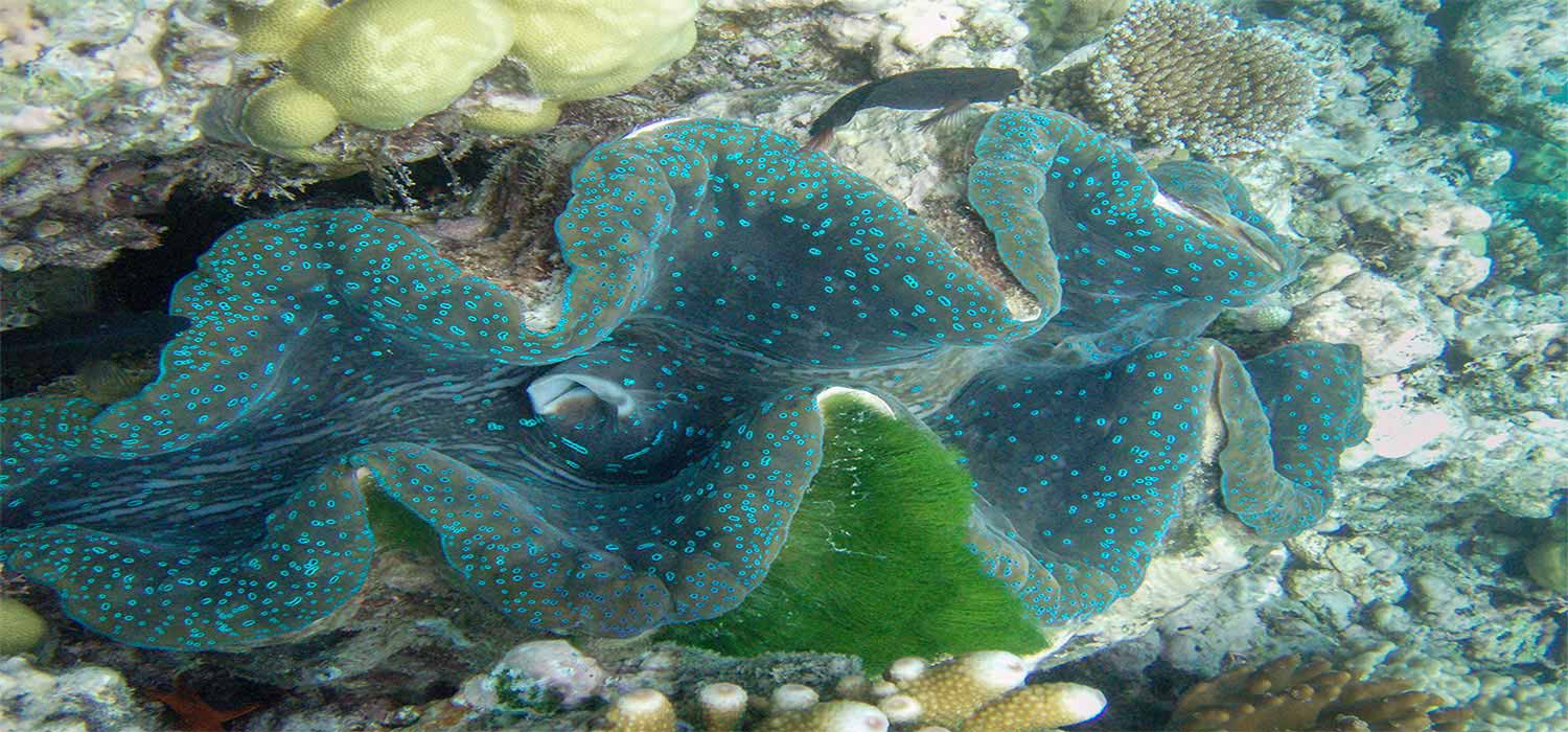 An open clam on the Ningaloo reef 