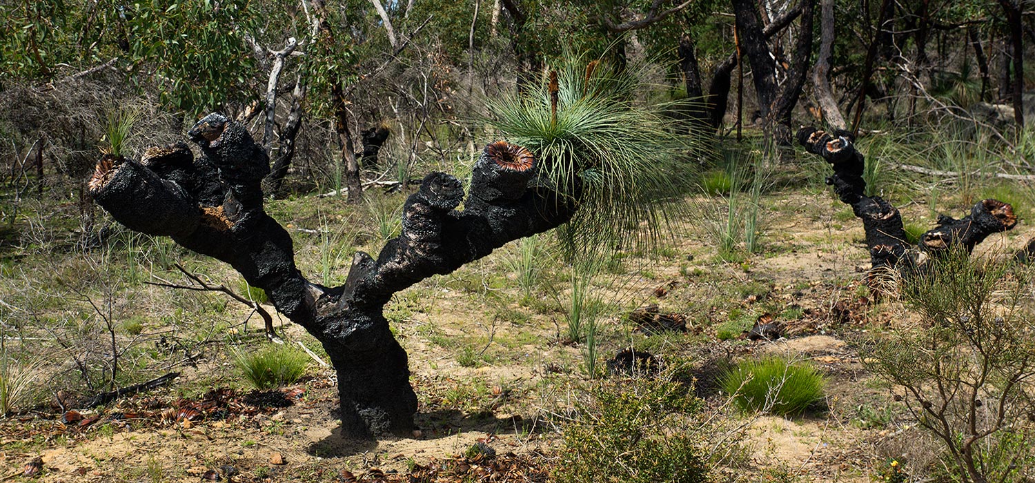 Grass tree 