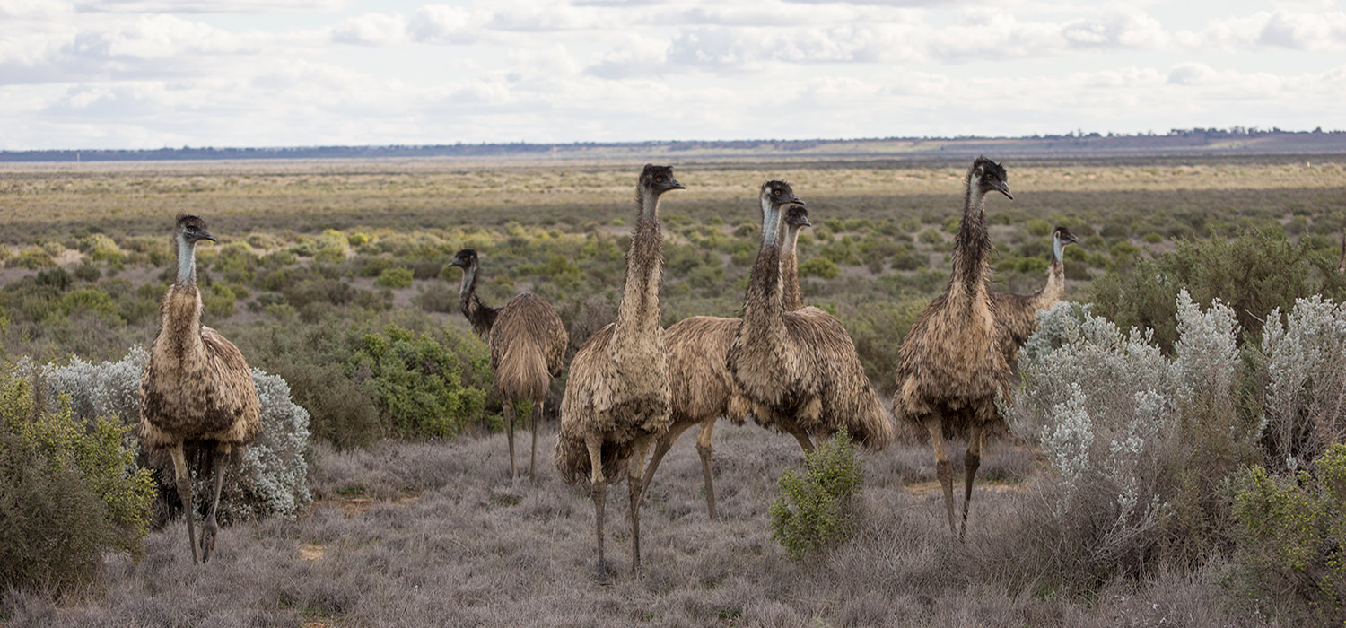 Mob of Emu's at Lake Mungo