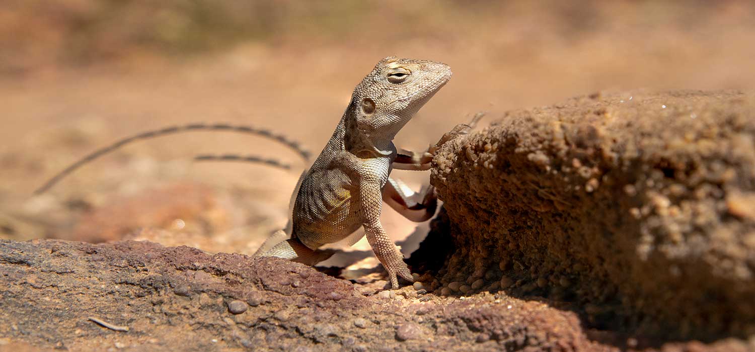 Lizard