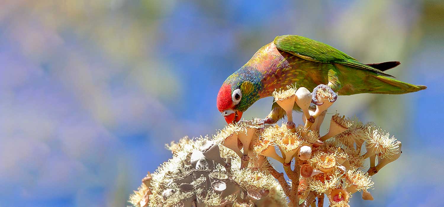Varied Lorakeet