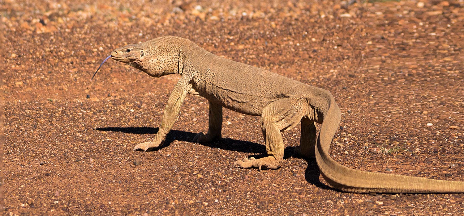 Lace Monitor.