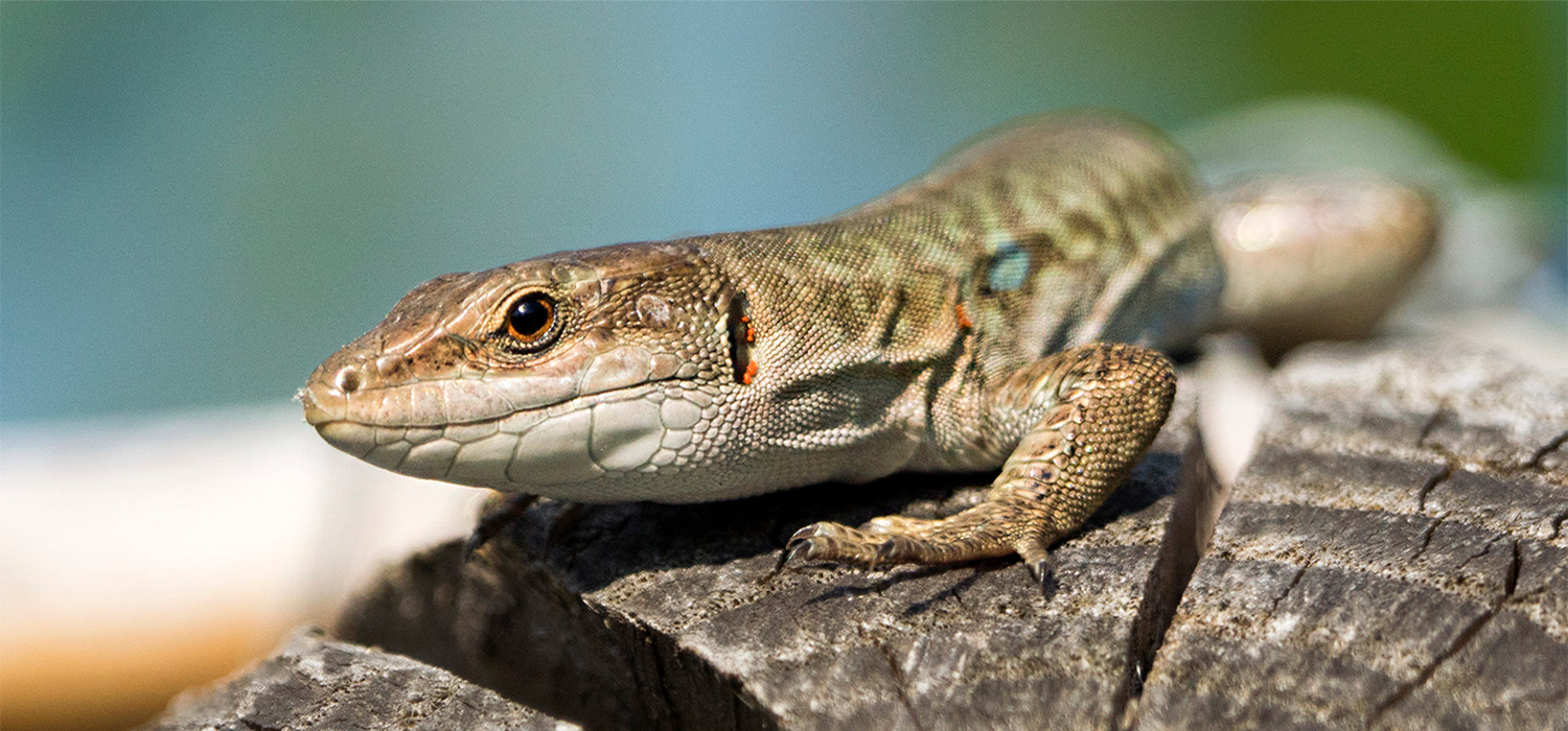 Lizard
