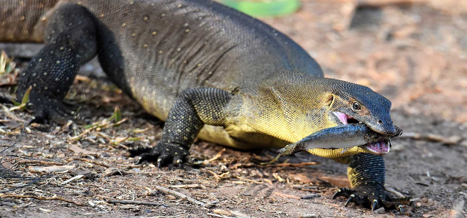 Water monitor