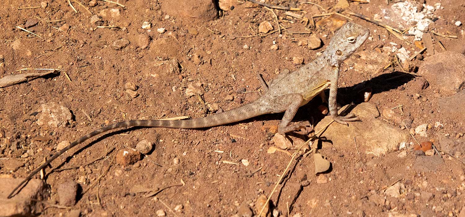 Lizard