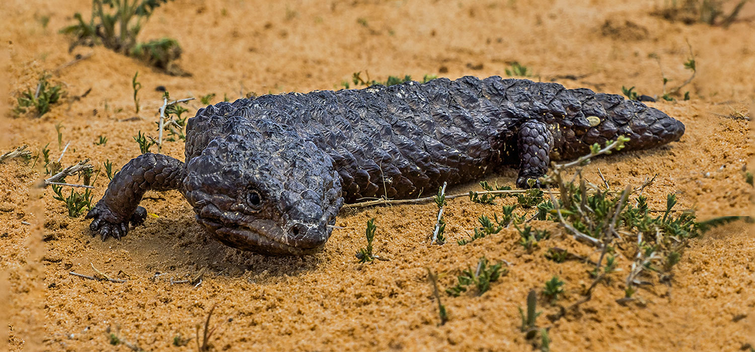 Shingleback lizard.