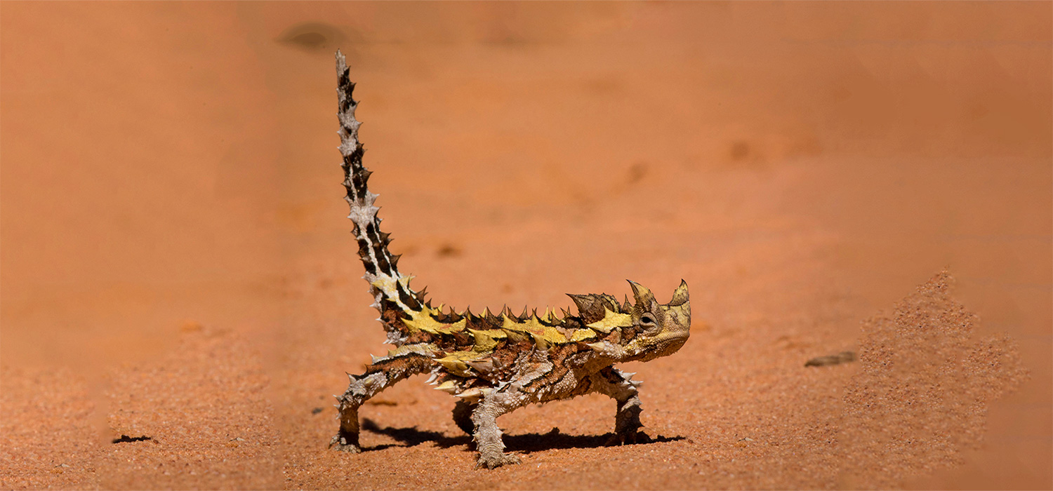 A Thorny Devil.
