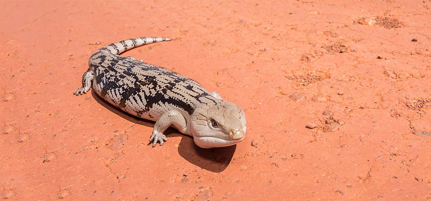 Lizard