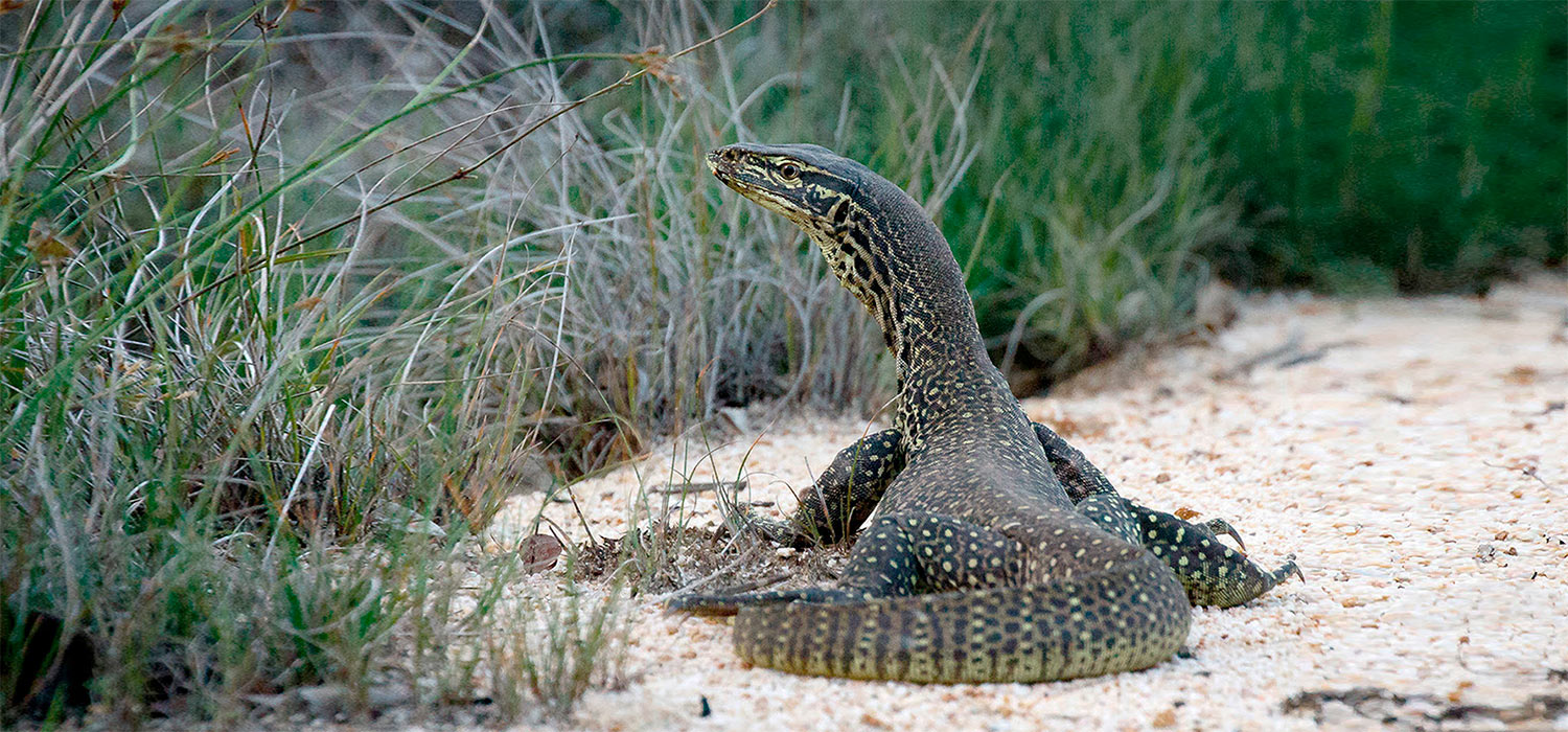 Water Monitor.