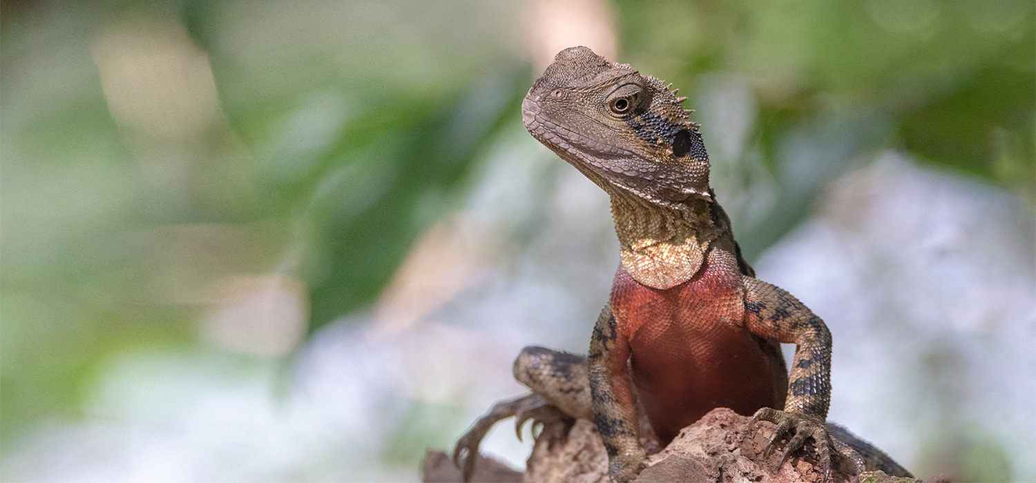 Male Australian water dragon