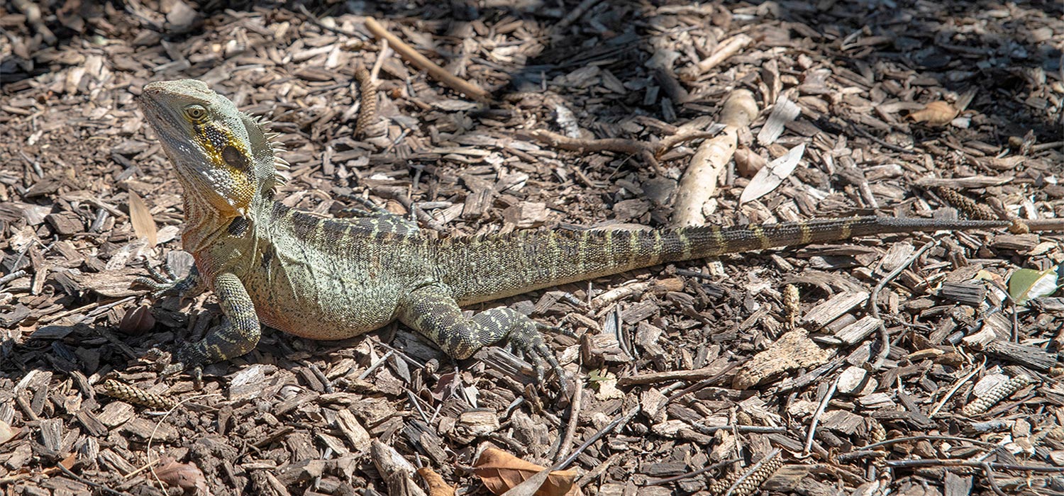 Eastern Water Dragon.