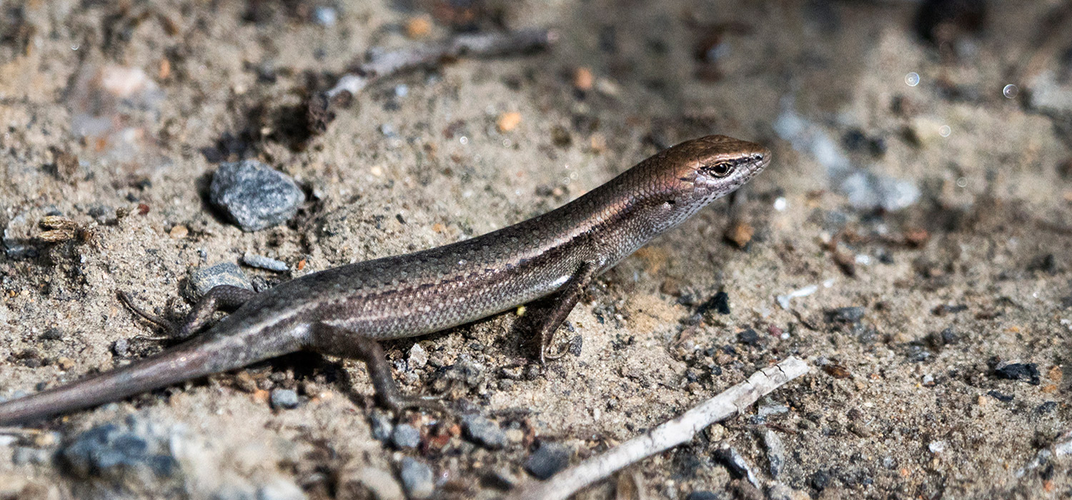 Skink